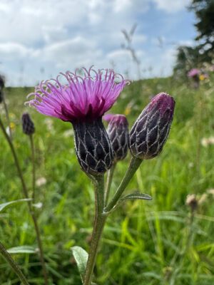 SIERPIK BARWIERSKI - SERRATULA TINCTORIA