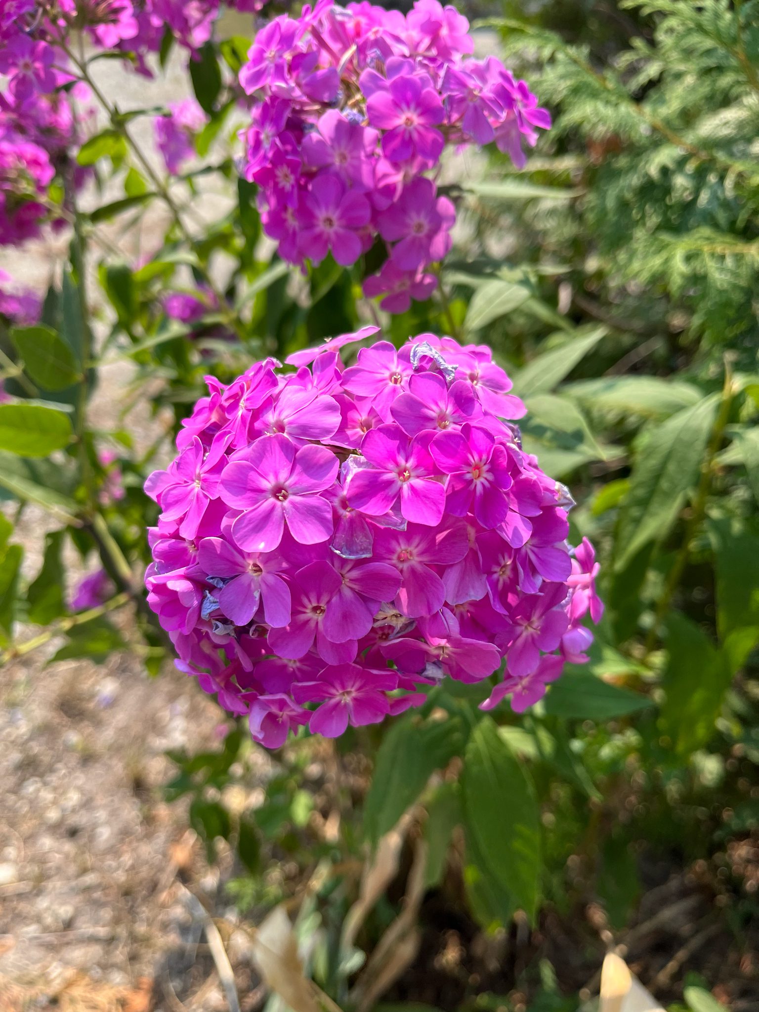 PŁOMYK WIECHOWATY - PHLOX PANICULATA - FLOKS MIX KOLORÓW