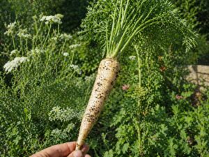 MARCHEW ZWYCZAJNA - PRAMARCHEW BIAŁA - DAUCUS CAROTA