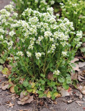 WARZUCHA LEKARSKA – COCHLEARIA OFFICINALIS – TRAWA SZKORBUTOWA