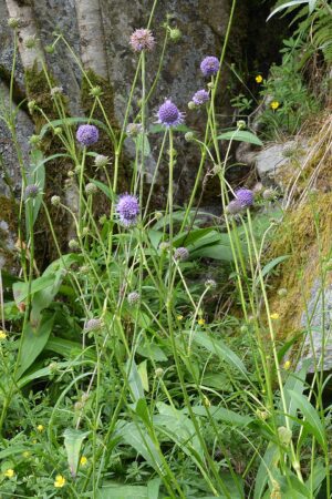 CZARCIKĘS ŁĄKOWY - SUCCISA PRATENSIS
