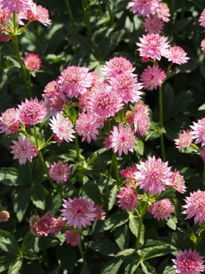 JARZMIANKA WIĘKSZA RÓŻOWA- ASTRANTIA MAJOR ROSEA