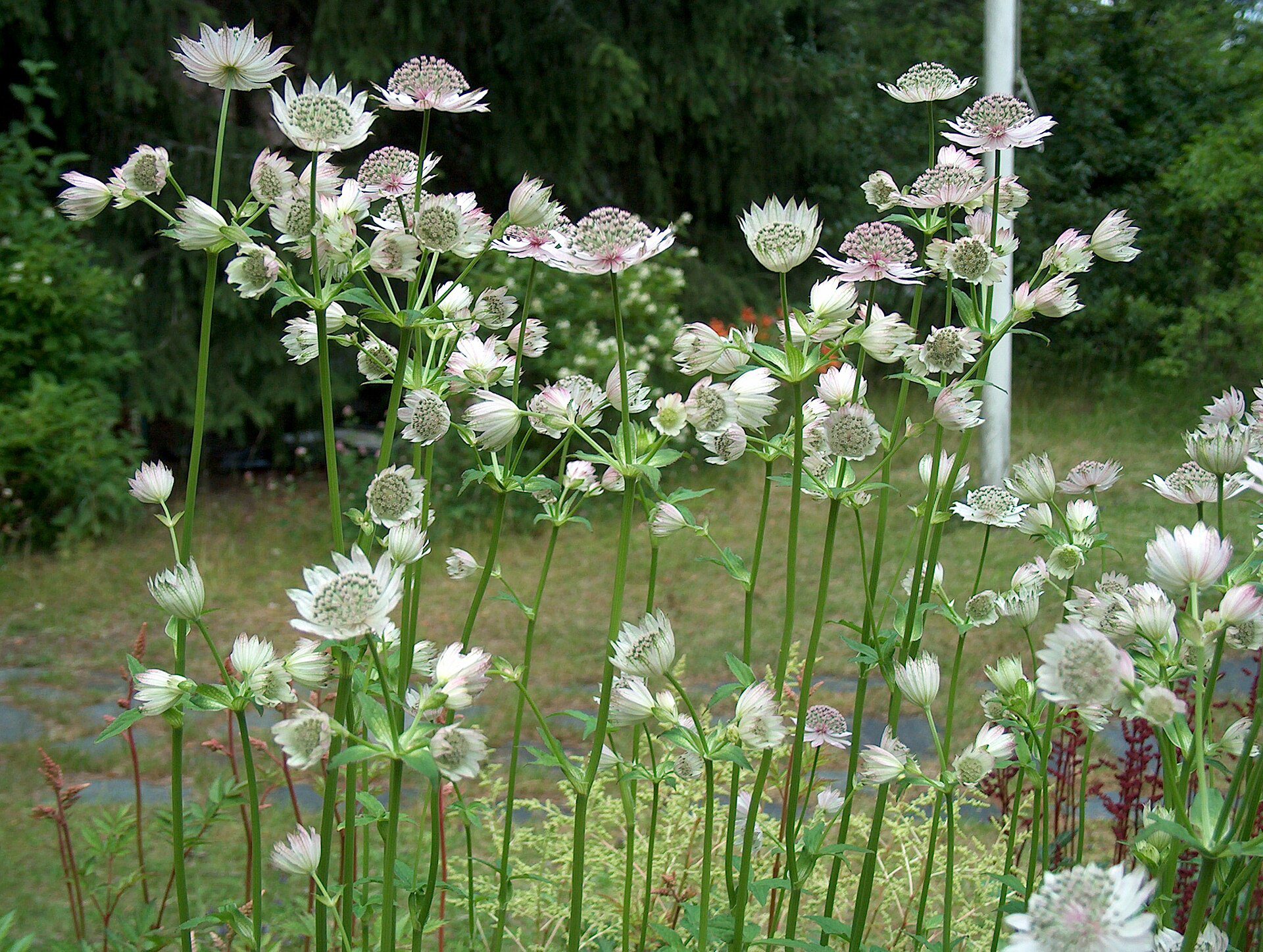 JARZMIANKA WIĘKSZA - ASTRANTIA MAJOR