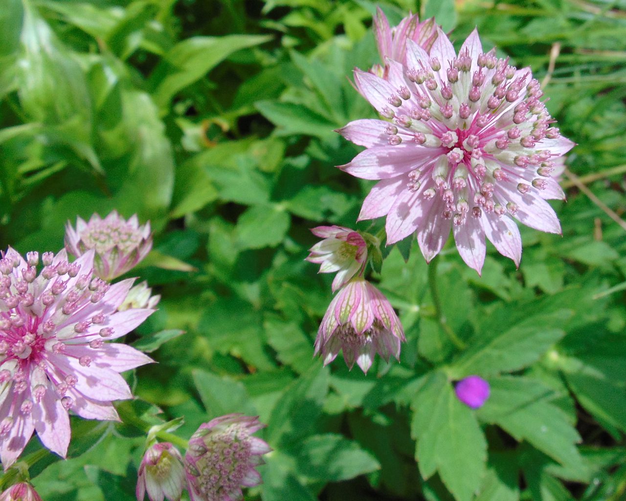 JARZMIANKA WIĘKSZA RÓŻOWA - ASTRANTIA MAJOR ROSEA