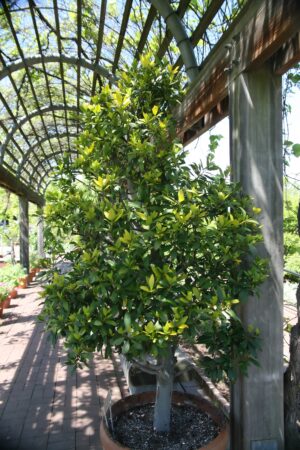 WAWRZYN SZLACHETNY - LAURUS NOBILIS - LIŚĆ LAUROWY