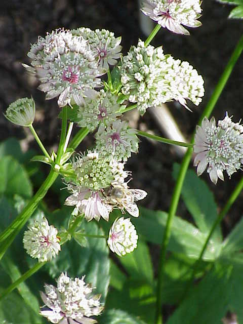 JARZMIANKA WIĘKSZA - ASTRANTIA MAJOR - obrazek 3