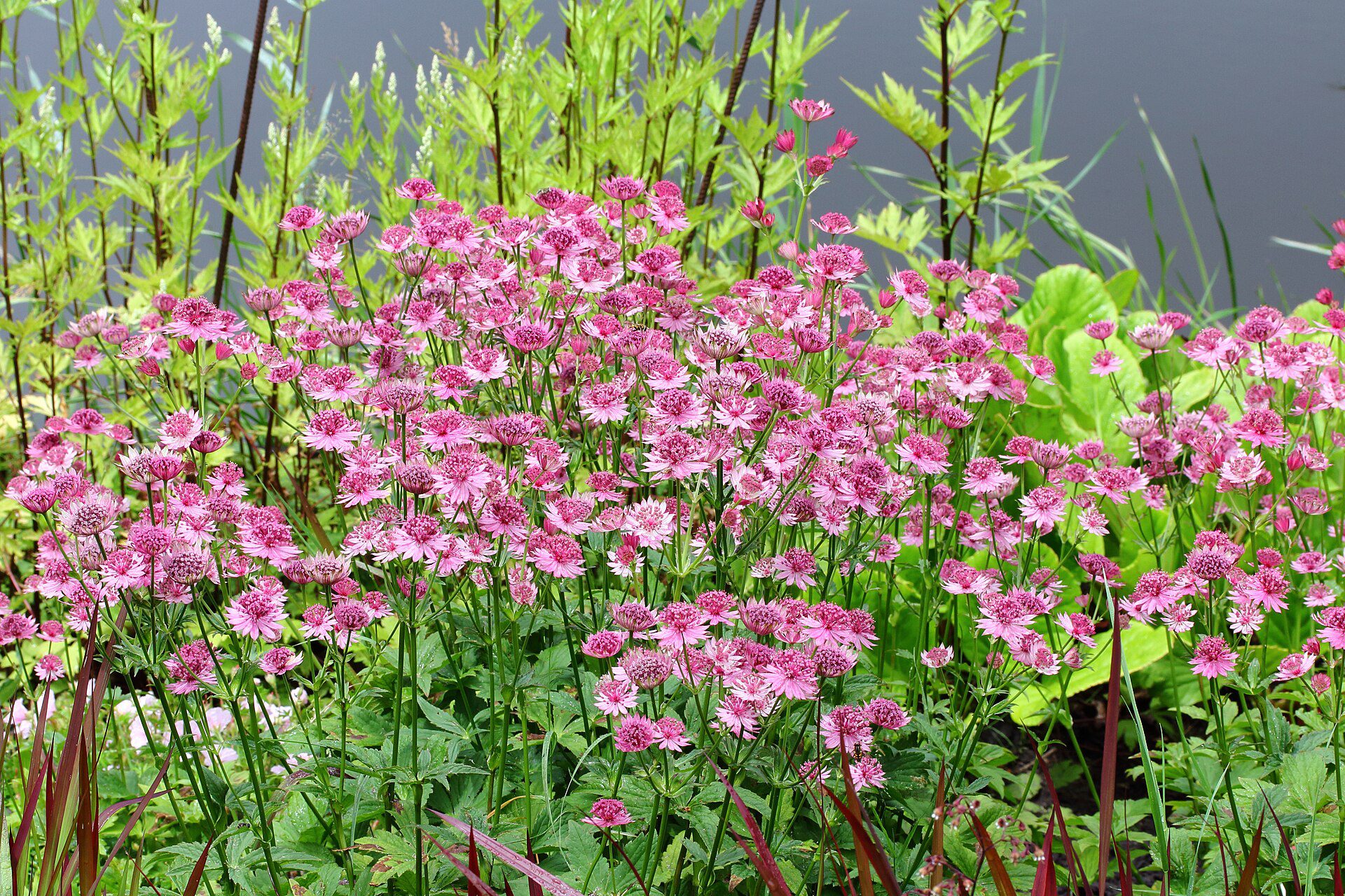 JARZMIANKA WIĘKSZA RÓŻOWA - ASTRANTIA MAJOR ROSEA - obrazek 2