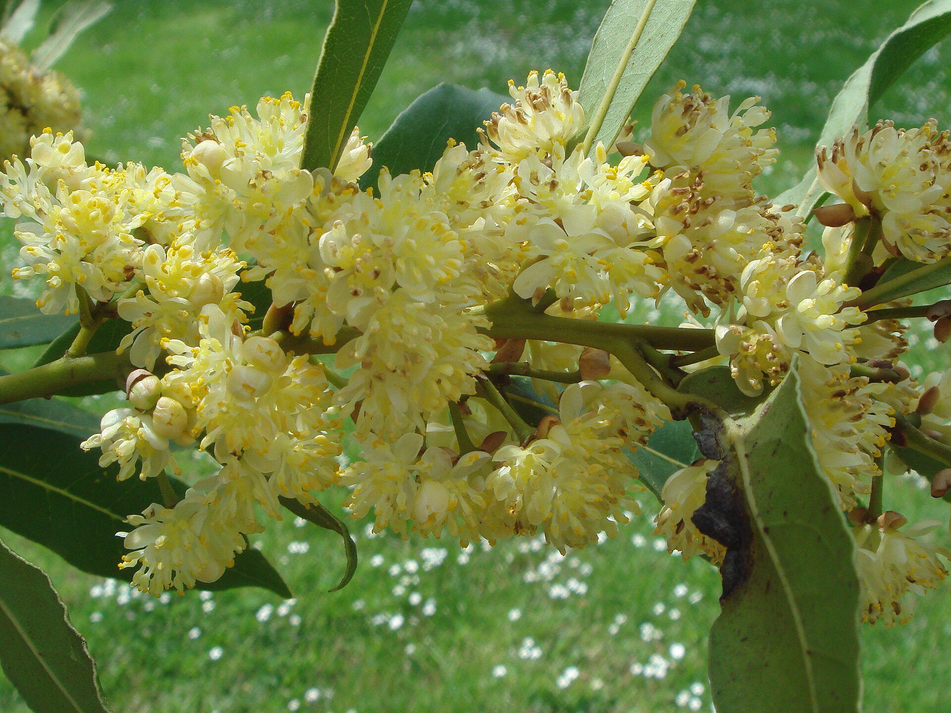WAWRZYN SZLACHETNY - LAURUS NOBILIS - LIŚĆ LAUROWY - obrazek 3