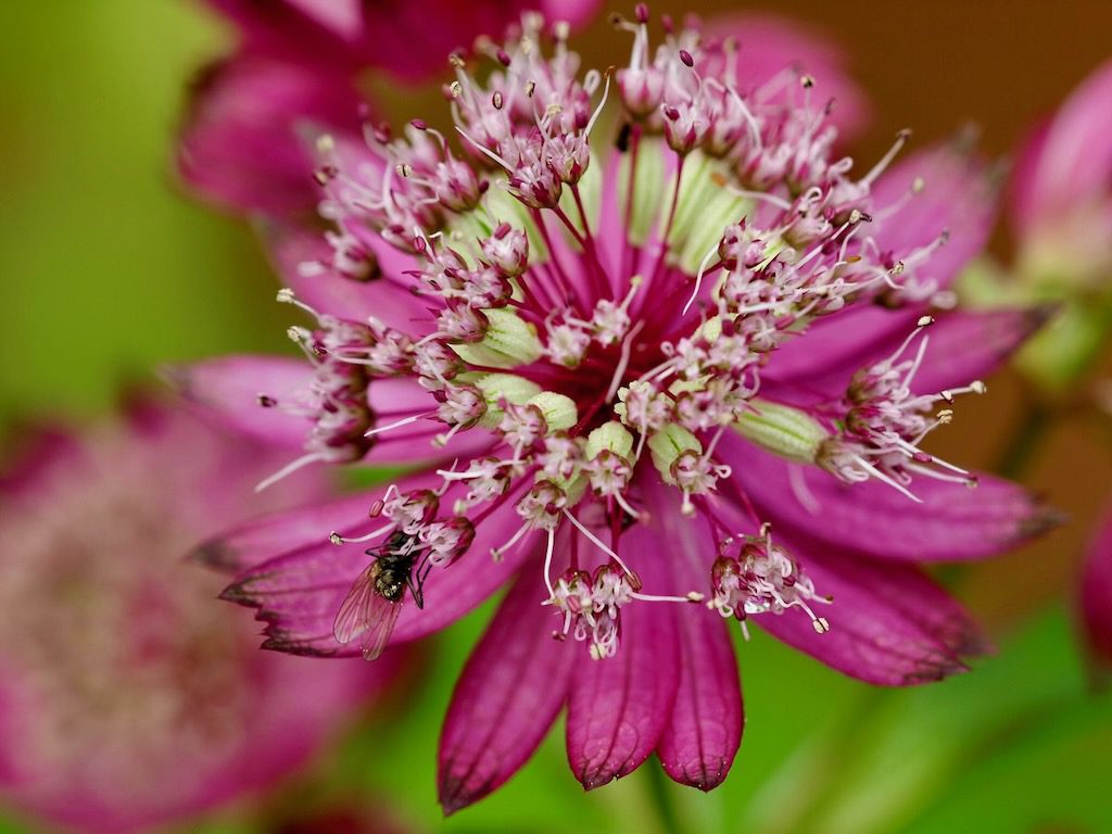 JARZMIANKA WIĘKSZA RÓŻOWA - ASTRANTIA MAJOR ROSEA - obrazek 3