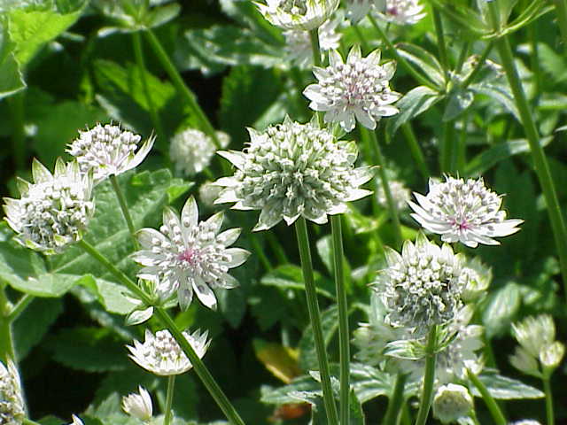 JARZMIANKA WIĘKSZA - ASTRANTIA MAJOR - obrazek 2