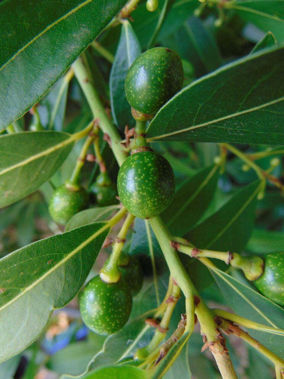 WAWRZYN SZLACHETNY - LAURUS NOBILIS - LIŚĆ LAUROWY - obrazek 4