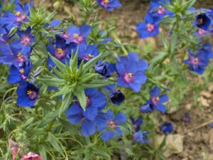 KURZYŚLAD POLNY - ANAGALLIS ARVENSIS L.