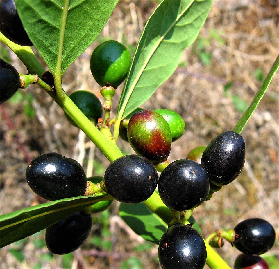 WAWRZYN SZLACHETNY - LAURUS NOBILIS - LIŚĆ LAUROWY - obrazek 2