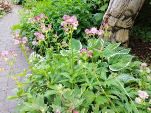 JARZMIANKA WIĘKSZA - ASTRANTIA MAJOR