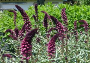 TOJEŚĆ CZERWONOPURPUROWA - LYSIMACHIA ATROPURPUREA