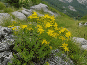 DZIURAWIEC WIELOLISTNY - HYPERICUM POLYPHYLLUM