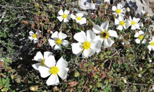 CZYSTEK SZAŁWIOLISTNY - CISTUS SALVIIFOLIUS