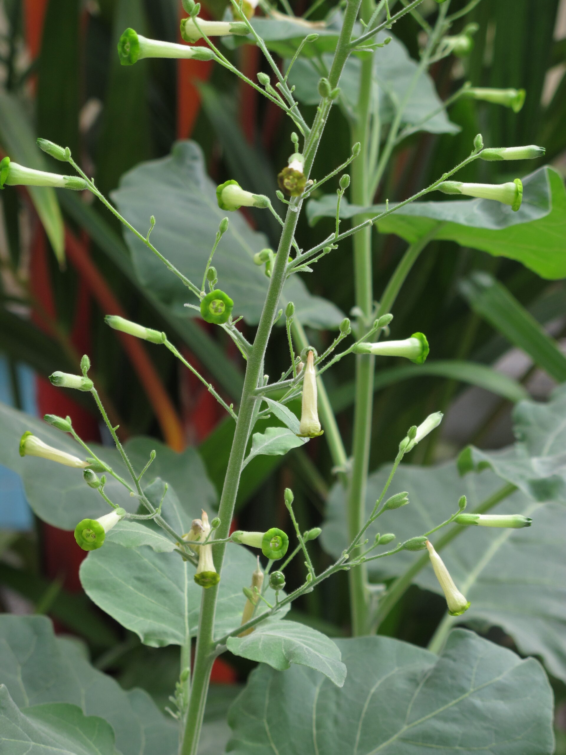 TYTOŃ DROBNOKWIATOWY - NICOTIANA PANICULATA - obrazek 5