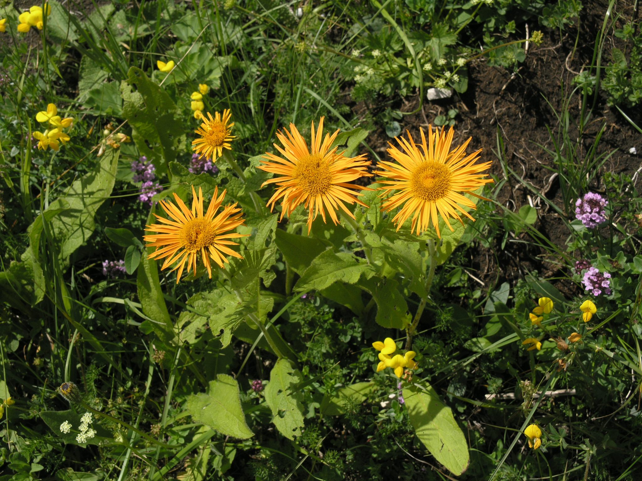 OMAN WSCHODNI - INULA ORIENTALIS - obrazek 4