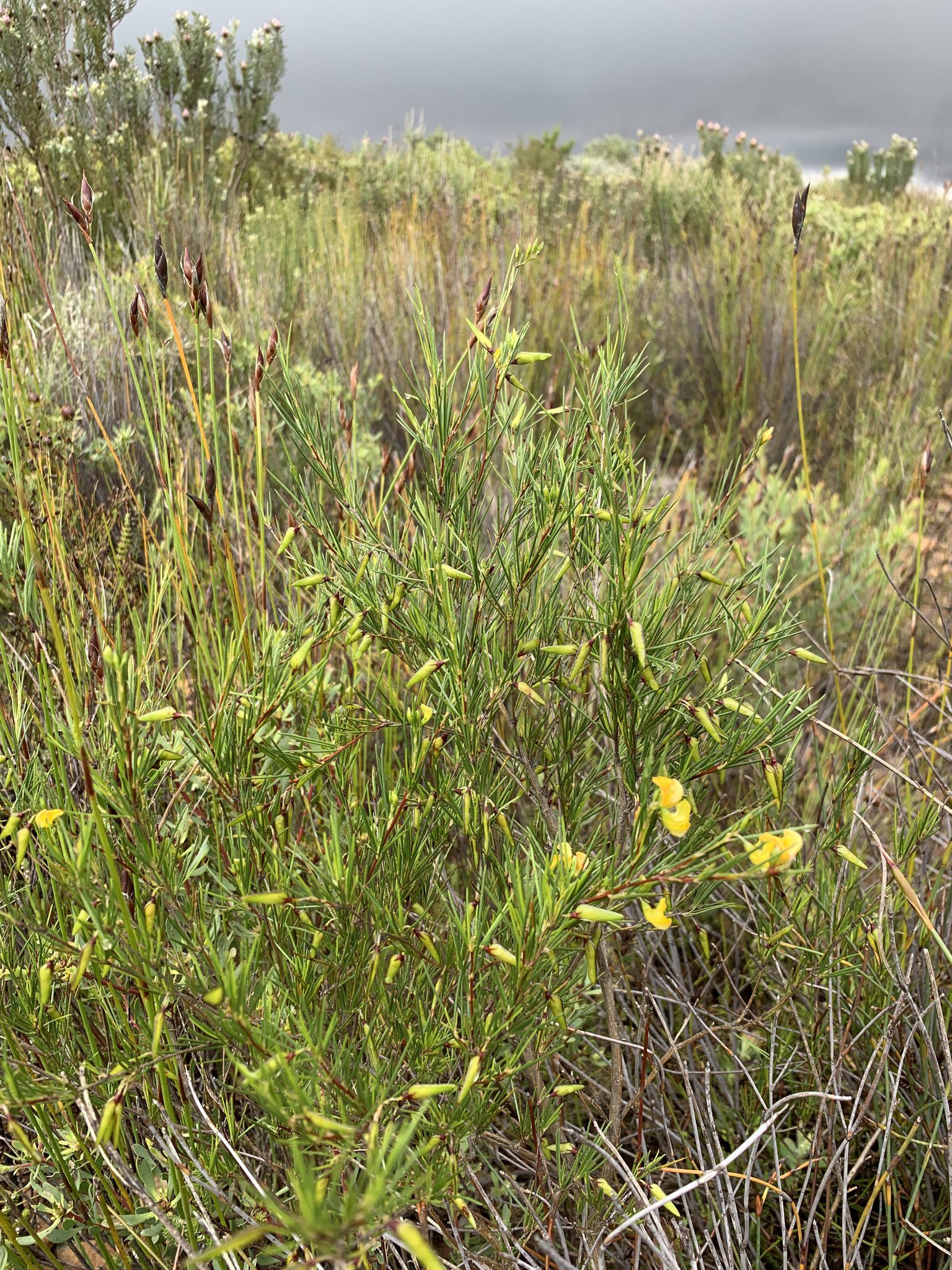 ASPALAT PROSTY - CZERWONA HERBATA ROOIBOS, CZERWONOKRZEW - ASPALATHUS LINEARIS - obrazek 2
