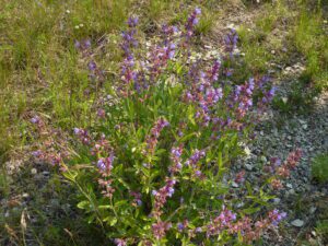 SZAŁWIA LEKARSKA - SALVIA OFFICINALIS L.