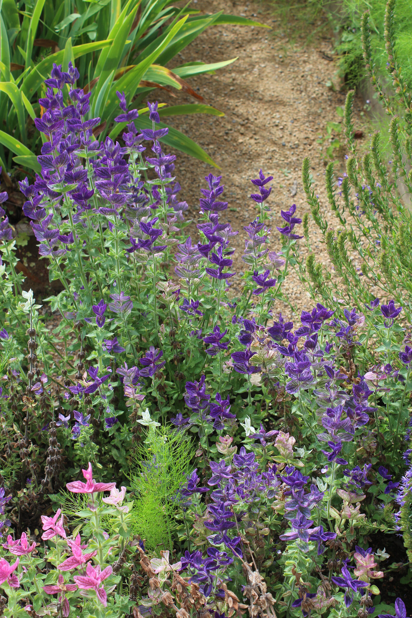 SZAŁWIA POWABNA BLUE MONDAY- SALVIA HORMINUM