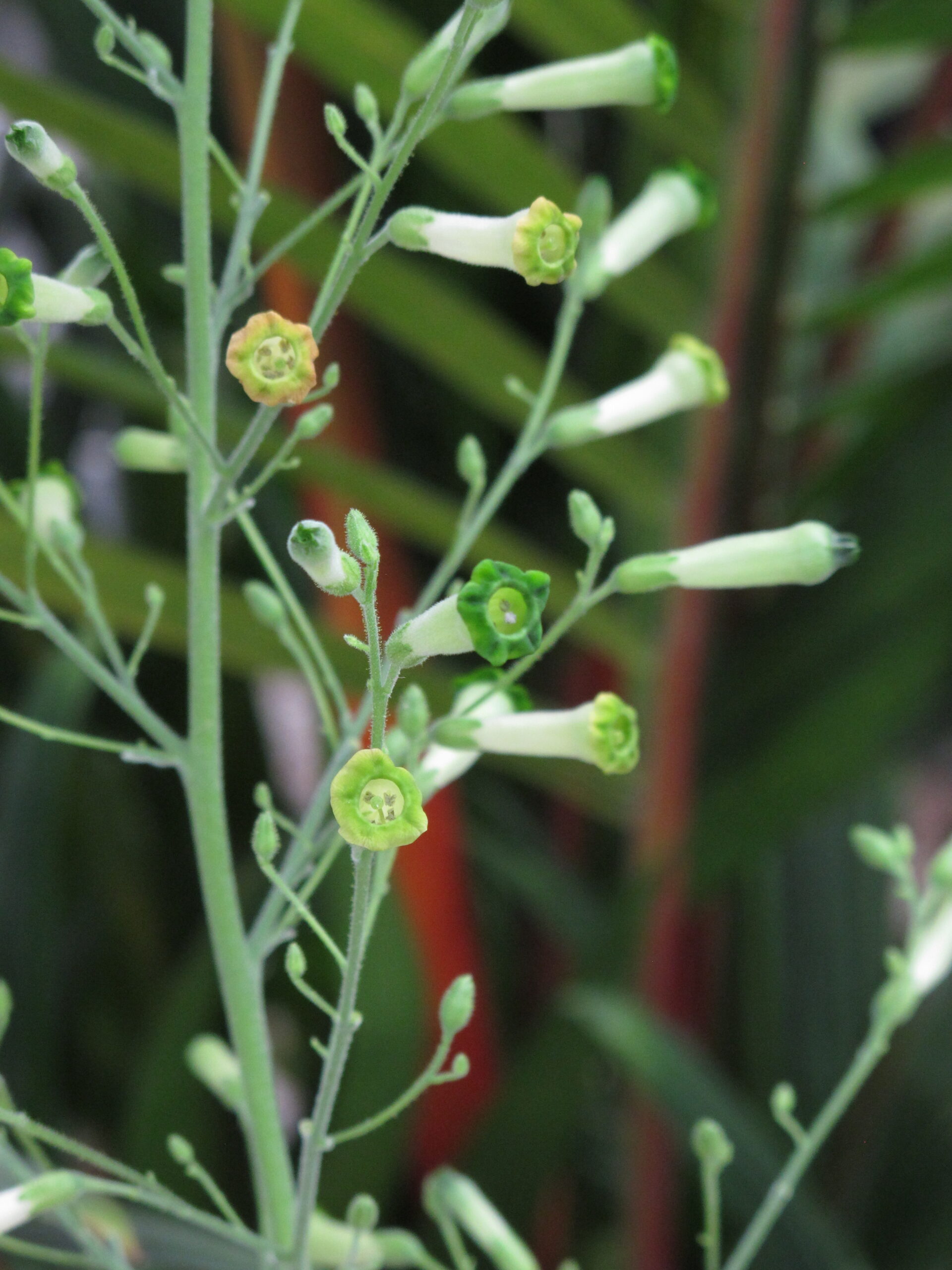 TYTOŃ DROBNOKWIATOWY - NICOTIANA PANICULATA - obrazek 4