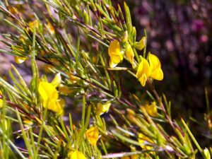 ASPALAT PROSTY - ROOIBOS, CZERWONOKRZEW - ASPALATHUS LINEARIS