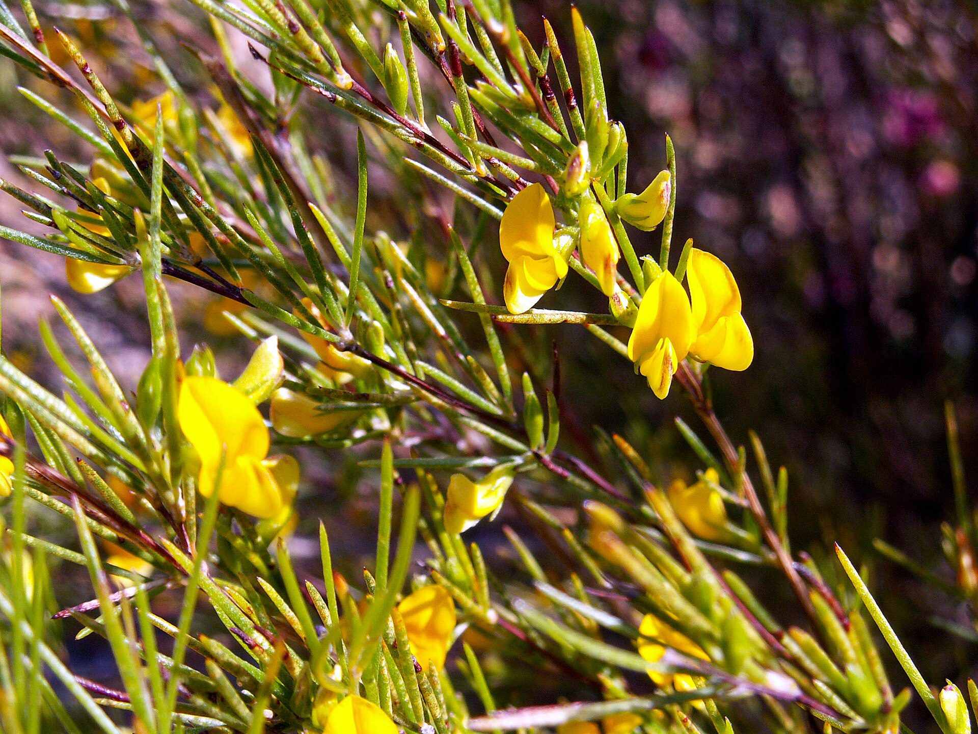 ASPALAT PROSTY - CZERWONA HERBATA ROOIBOS, CZERWONOKRZEW - ASPALATHUS LINEARIS