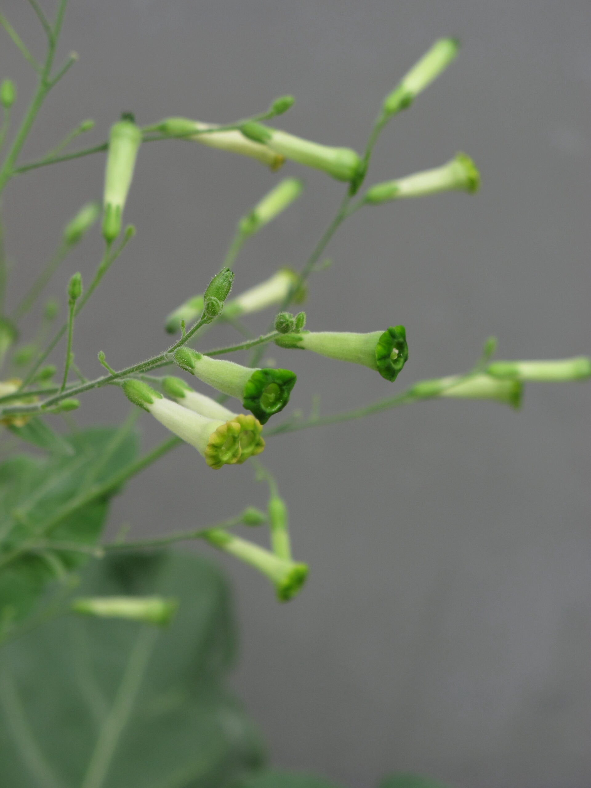 TYTOŃ DROBNOKWIATOWY - NICOTIANA PANICULATA - obrazek 3