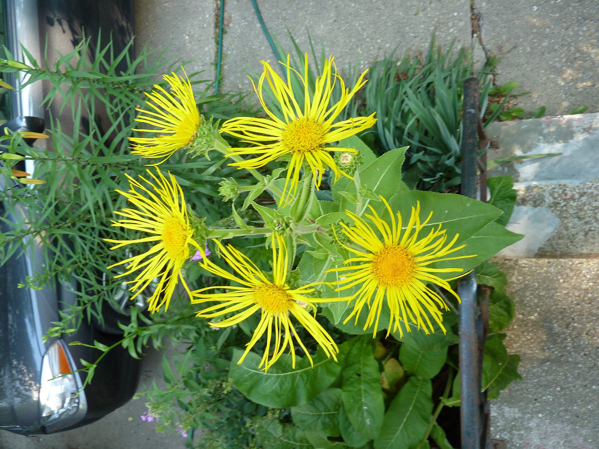 OMAN WSCHODNI - INULA ORIENTALIS - obrazek 3