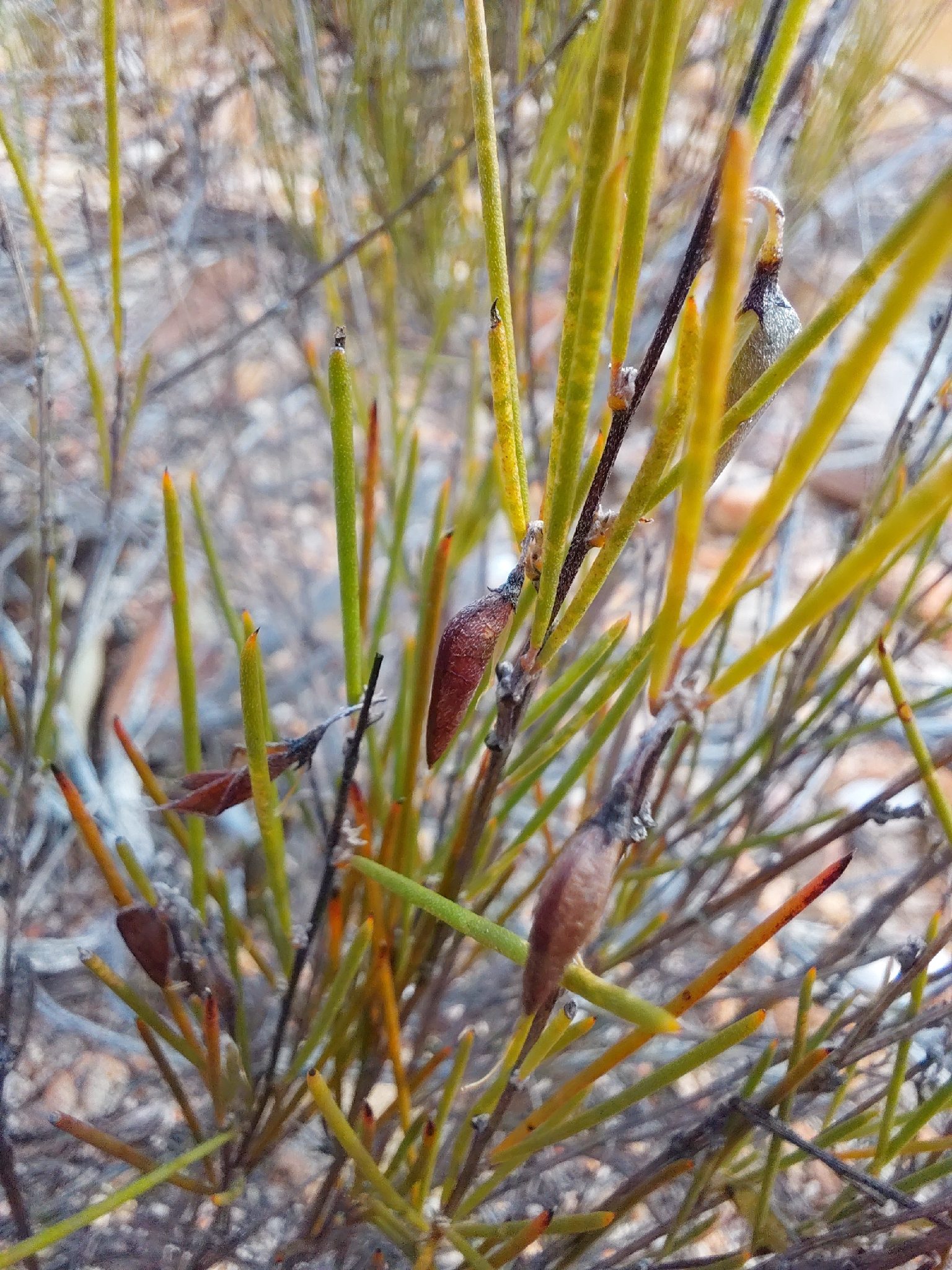 ASPALAT PROSTY - CZERWONA HERBATA ROOIBOS, CZERWONOKRZEW - ASPALATHUS LINEARIS - obrazek 3
