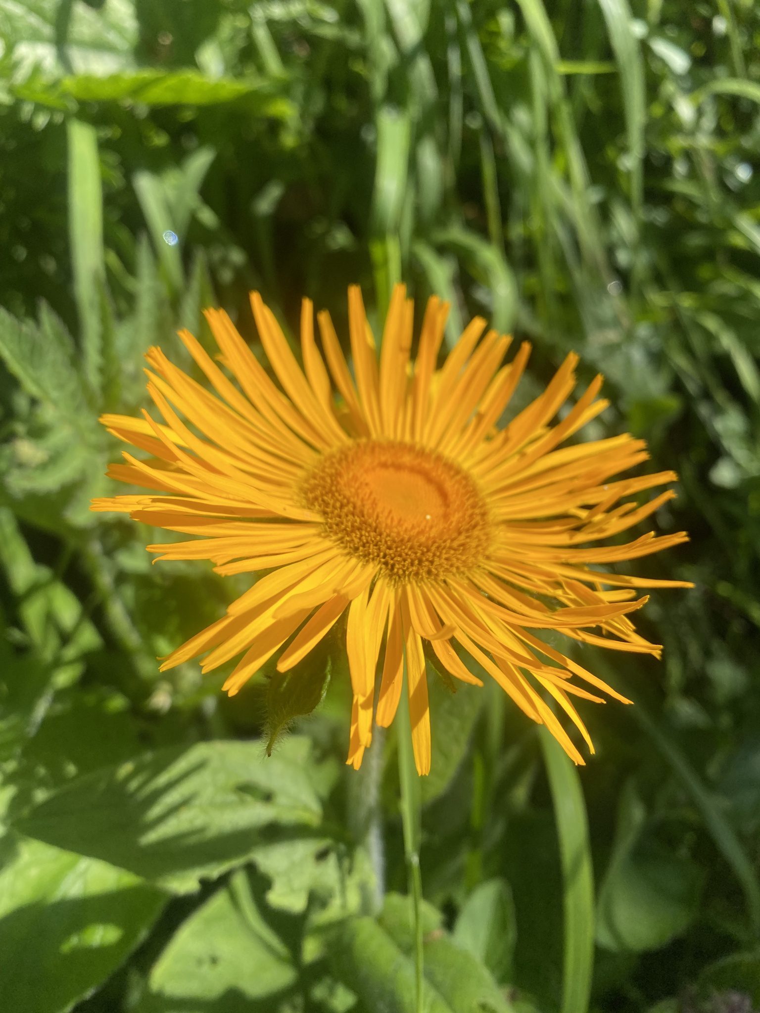 OMAN WSCHODNI - INULA ORIENTALIS - obrazek 2