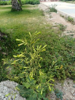 TYTOŃ DROBNOKWIATOWY - NICOTIANA PANICULATA