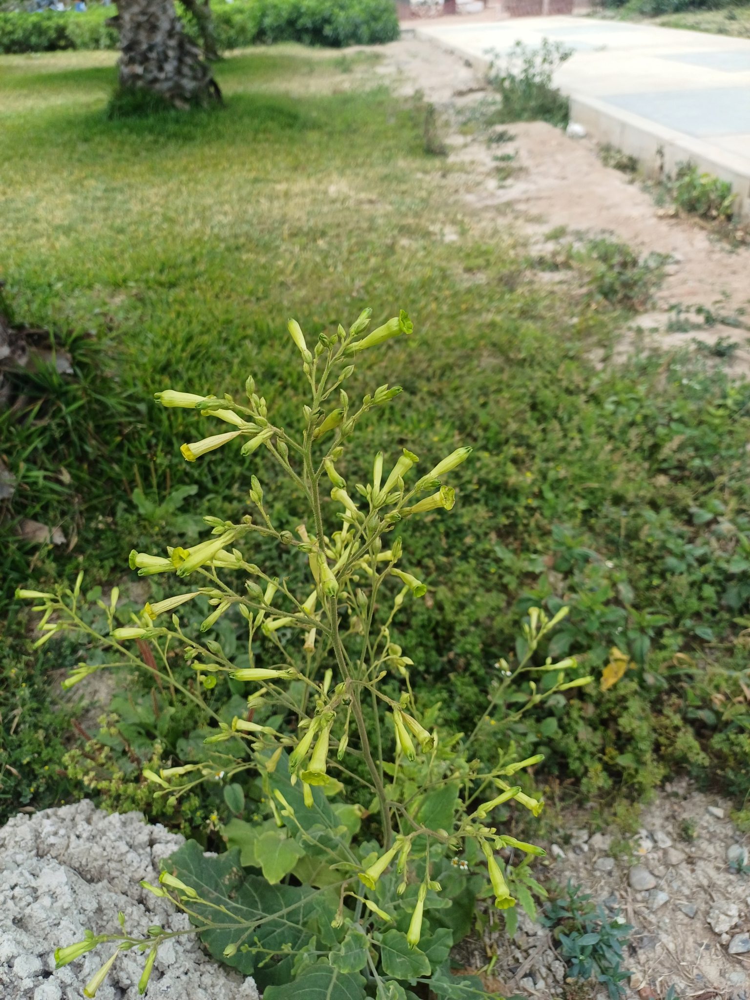 TYTOŃ DROBNOKWIATOWY - NICOTIANA PANICULATA