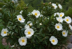 CZYSTEK WAWRZYNOLISTNY- CISTUS LAURIFOLIUS