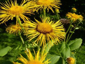 OMAN WSCHODNI - INULA ORIENTALIS