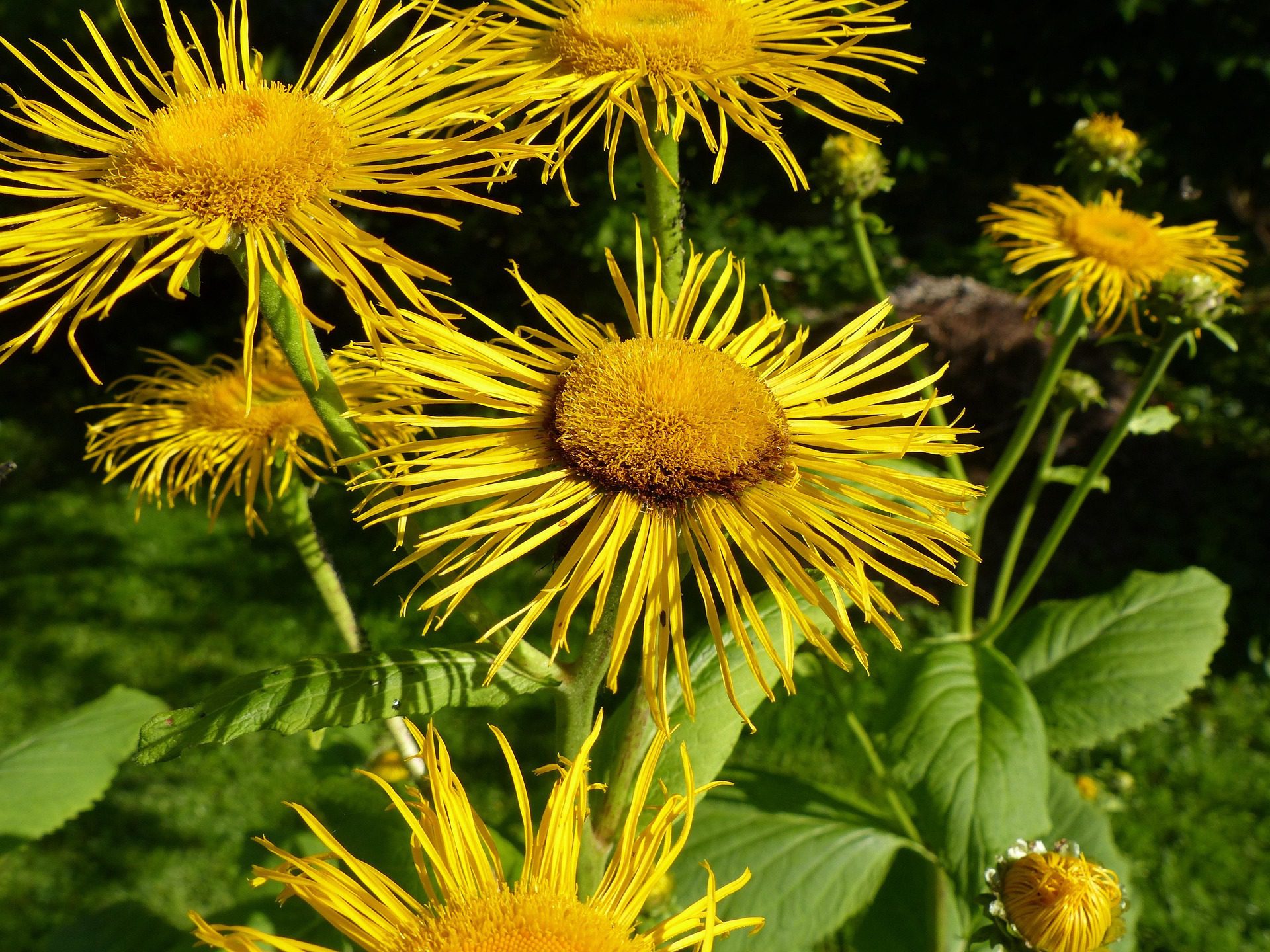 OMAN WSCHODNI - INULA ORIENTALIS