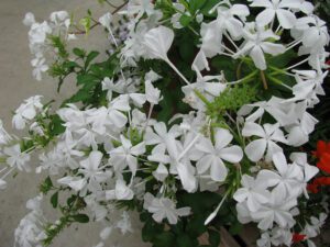 OŁOWNIK USZKOWATY BIAŁY - PLUMBAGO CAPENSIS ALBA - 180 DNI KWITNIE