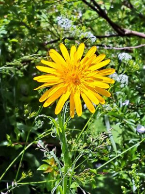 KOZIBRÓD ŁĄKOWY - TRAGOPOGON PRATENSIS