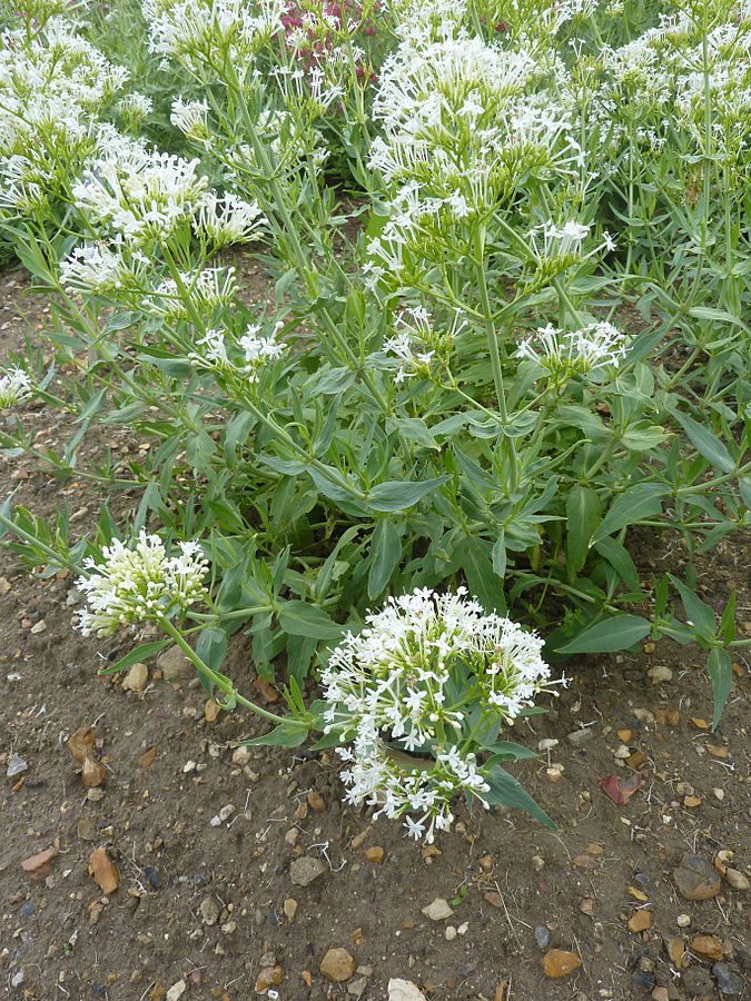 OSTROGOWIEC BIAŁY I RÓŻOWY MIX KOLORÓW- CENTRANTHUS RUBER - obrazek 4