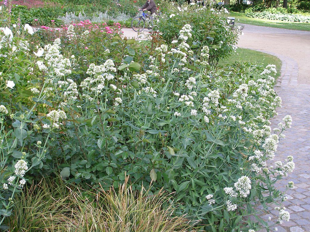 OSTROGOWIEC BIAŁY I RÓŻOWY MIX KOLORÓW- CENTRANTHUS RUBER - obrazek 3